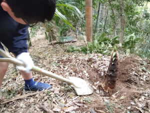 スコップの貸出は行われるが、たけのこを持ち帰る袋などは準備が必要（写真は日本の竹ファンクラブ提供）